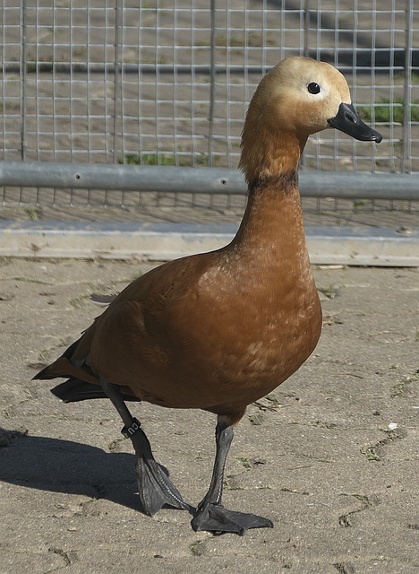 库里在赛季