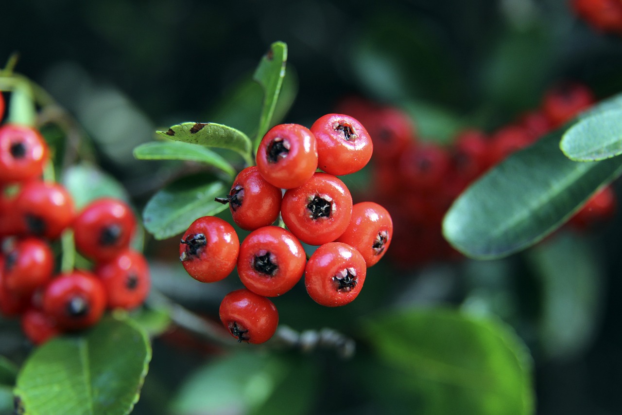 作为中国残 作为中国残